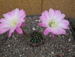 Echinopsis hybridaff eyresii, květináč 5,5 cm Světlá romantika - 12413884