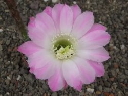 Echinopsis hybridaff eyresii, květináč 5,5 cm Světlá romantika - 12413886