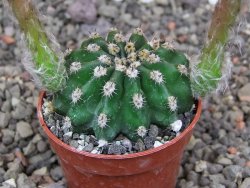 Echinopsis hybridaff eyresii, květináč 5,5 cm Světlá romantika - 12413889