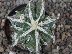 Astrophytum Dinosaur bílá linka (Fukurio Hannya) květináč 5,5 cm - 12413894