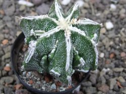 Astrophytum Dinosaur bílá linka (Fukurio Hannya) květináč 5,5 cm - 12413895