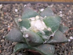 Ariocarpus furfuraceus květináč 5,5 cm cm - 12413899