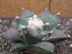 Ariocarpus furfuraceus květináč 5,5 cm cm - 12413900