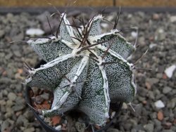 Astrophytum Dinosaur X ornatum květináč 5,5 cm - 12413905