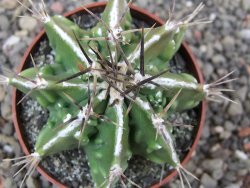 Astrophytum Dinosaur (Fukurio Hannya) květináč 6,5 cm - 12413907