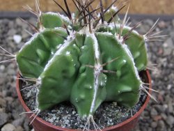 Astrophytum Dinosaur (Fukurio Hannya) květináč 6,5 cm - 12413909