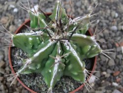 Astrophytum Dinosaur (Fukurio Hannya) květináč 6,5 cm - 12413911