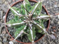 Astrophytum Dinosaur (Fukurio Hannya) květináč 6,5 cm - 12413912