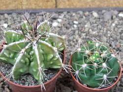 Astrophytum Dinosaur (Fukurio Hannya) květináč 6,5 cm - 12413913