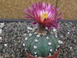 Astrophytum asterias X red flower akabana červený květ, květináč 5,5 cm - 12413918