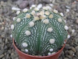 Astrophytum asterias X red flower akabana červený květ, květináč 5,5 cm - 12413920
