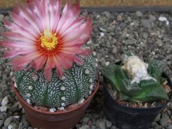 Astrophytum asterias X red flower akabana červený květ, květináč 6,5 cm - 12413926