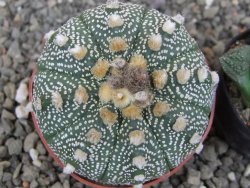 Astrophytum asterias X red flower akabana červený květ, květináč 6,5 cm - 12413927