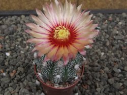 Astrophytum niveum X red flower akabana červený květ, květináč 5,5 cm