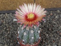 Astrophytum niveum X red flower akabana červený květ, květináč 5,5 cm - 12413931