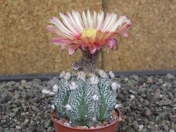 Astrophytum niveum X red flower akabana červený květ, květináč 5,5 cm - 12413932
