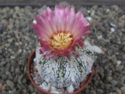 Astrophytum Super Kabuto X red flower akabana červený květ, květináč 5,5 cm - 12413936