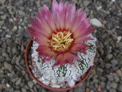 Astrophytum Super Kabuto X red flower akabana červený květ, květináč 5,5 cm