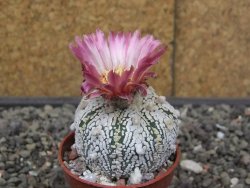 Astrophytum Super Kabuto X red flower akabana červený květ, květináč 5,5 cm - 12413938