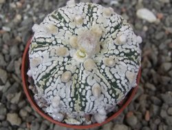Astrophytum Super Kabuto X red flower akabana červený květ, květináč 5,5 cm - 12413940