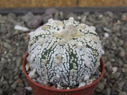 Astrophytum Super Kabuto X red flower akabana červený květ, květináč 5,5 cm - 12413942