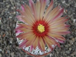 Astrophytum Super Kabuto X red flower akabana červený květ, květináč 5,5 cm - 12413944