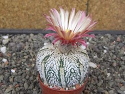 Astrophytum Super Kabuto X red flower akabana červený květ, květináč 5,5 cm - 12413945
