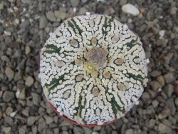 Astrophytum Super Kabuto X red flower akabana červený květ, květináč 5,5 cm - 12413948