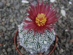 Astrophytum Super Kabuto X red flower akabana červený květ, květináč 5,5 cm - 12413952