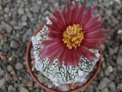 Astrophytum Super Kabuto X red flower akabana červený květ, květináč 5,5 cm - 12413953