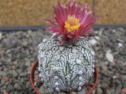 Astrophytum Super Kabuto X red flower akabana červený květ, květináč 5,5 cm - 12413954