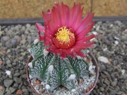 Astrophytum Super Kabuto X red flower akabana červený květ, květináč 7 cm