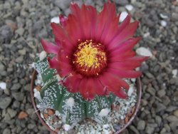 Astrophytum Super Kabuto X red flower akabana červený květ, květináč 7 cm - 12413959