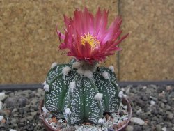 Astrophytum Super Kabuto X red flower akabana červený květ, květináč 7 cm - 12413960