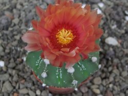 Astrophytum Super Kabuto X red flower akabana červený květ, květináč 5,5 cm - 12413967