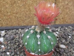 Astrophytum Super Kabuto X red flower akabana červený květ, květináč 5,5 cm - 12413968