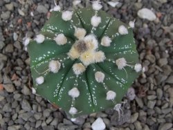 Astrophytum Super Kabuto X red flower akabana červený květ, květináč 5,5 cm - 12413970