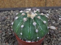 Astrophytum Super Kabuto X red flower akabana červený květ, květináč 5,5 cm - 12413972