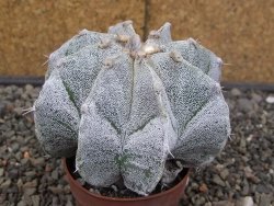 Astrophytum Onzuko X ornatum pot 6,5 cm - 12413982