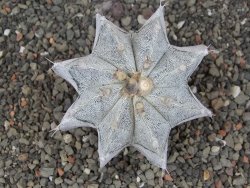Astrophytum Onzuko X ornatum pot 6,5 cm - 12413983