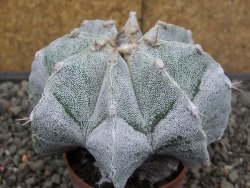 Astrophytum Onzuko X ornatum pot 6,5 cm - 12413986