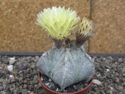 Astrophytum Onzuko X ornatum pot 6,5 cm - 12413991