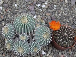 Geohintonia mexicana, pot 7 cm Roubovaná - 12414003