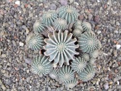 Geohintonia mexicana, pot 7 cm Roubovaná - 12414004