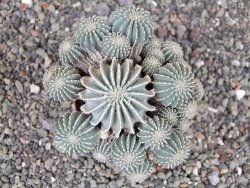 Geohintonia mexicana, pot 7 cm Roubovaná - 12414005