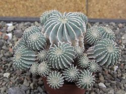 Geohintonia mexicana, pot 7 cm Roubovaná - 12414009