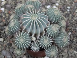 Geohintonia mexicana, pot 7 cm Roubovaná - 12414011