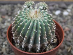 Geohintonia mexicana, pot 5,5 cm Roubovaná - 12414014