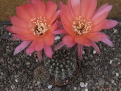 Echinopsis hybrid, květináč 7 cm