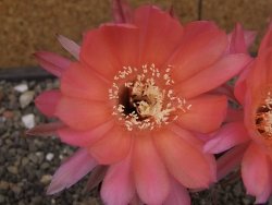 Echinopsis hybrid, květináč 7 cm - 12414018
